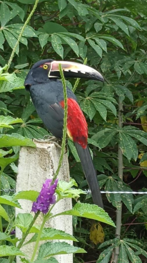 Villa Ceiba La Fortuna Exteriér fotografie