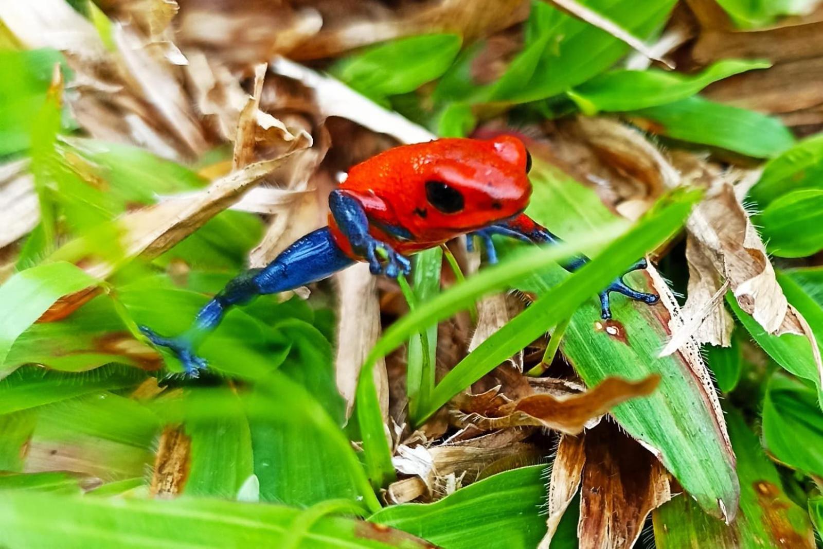 Villa Ceiba La Fortuna Exteriér fotografie