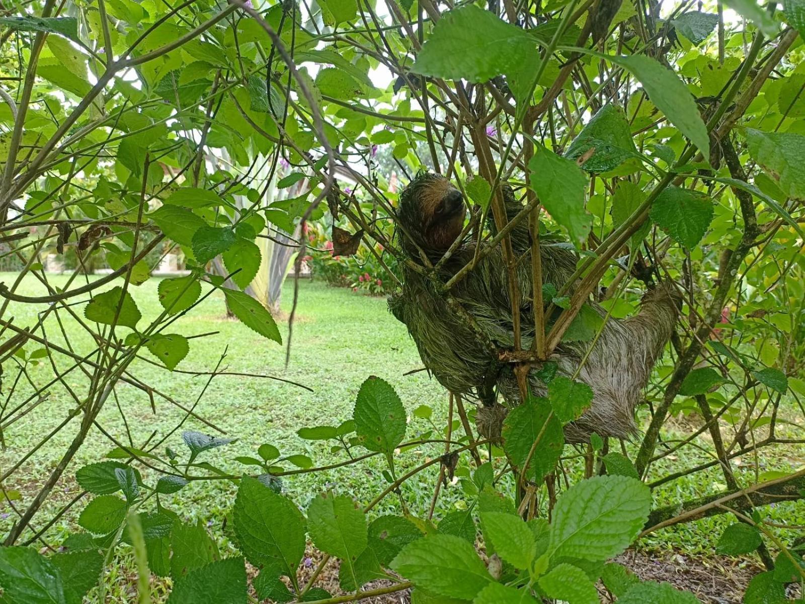 Villa Ceiba La Fortuna Exteriér fotografie